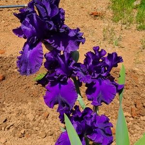 Meet your Posher, Angel